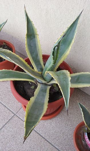 Agava variegata mare