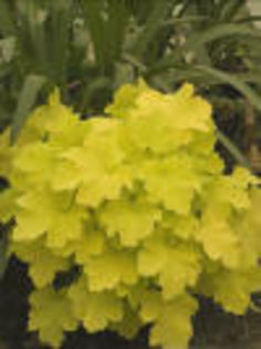 Heuchera_Citronelle