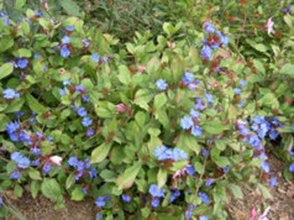 caratostigma plumbagoides