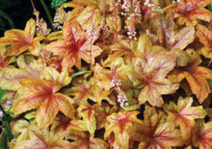 heucherella brass lantern
