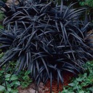 ophiopogon planiscarpus nigrescens