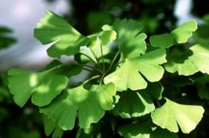 ginko biloba,arborele-pagodelor