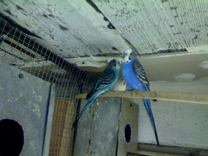 masculi albastrii; doi frumosi
