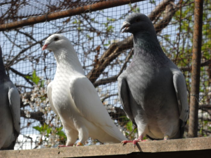 Picture 4125 - 1 AAB PORUMBEI STANDARD 2016