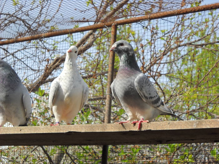 Picture 4129 - 1 AAB PORUMBEI STANDARD 2016