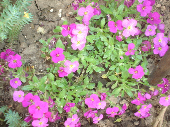 aubrieta - Flori primavara 2016