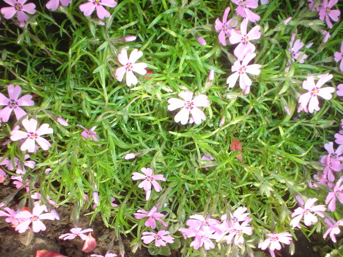 phlox sabulata