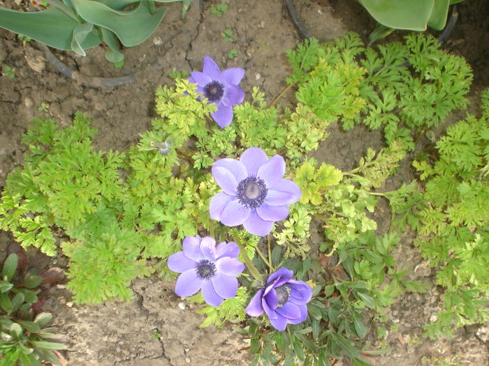 anemone - Flori primavara 2016