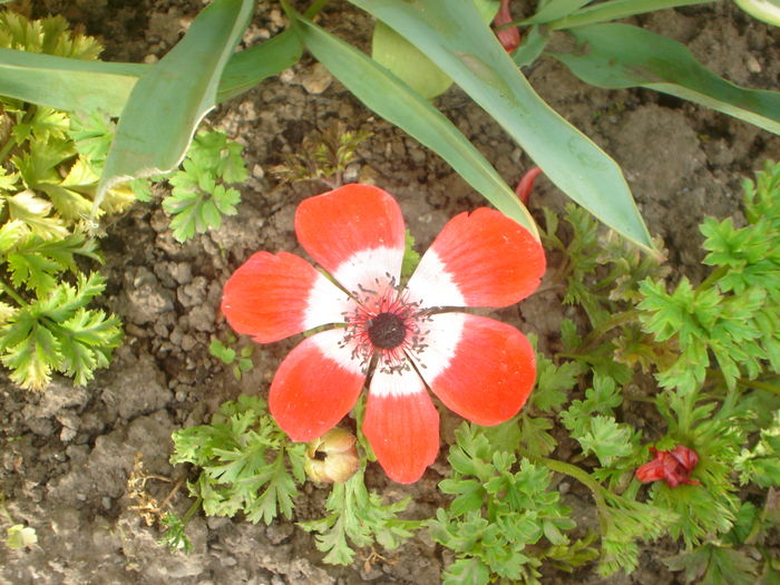 anemona - Flori primavara 2016