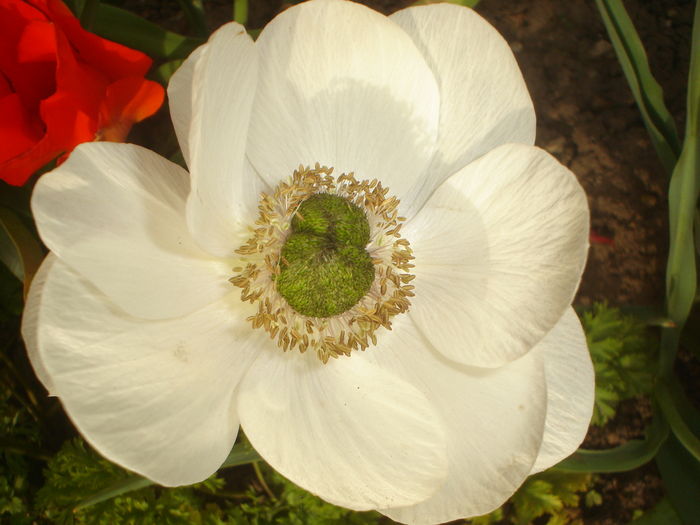 anemona - Flori primavara 2016