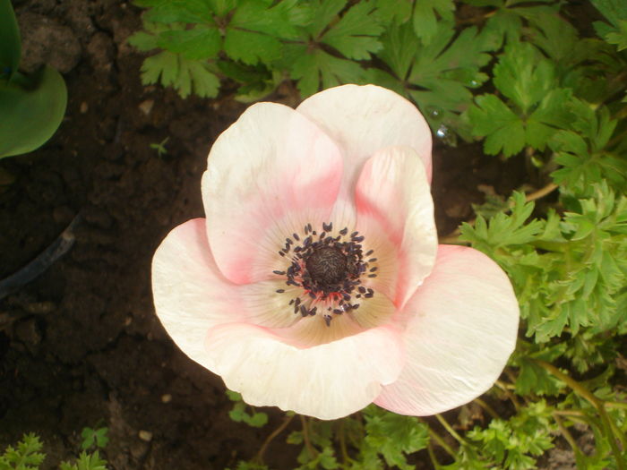 anemona - Flori primavara 2016