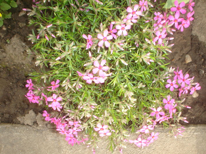 phlox sabulata
