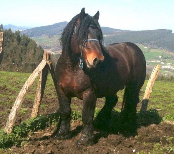 FB_IMG_1460038863215 - C Pentru cei care le plac aceste animale