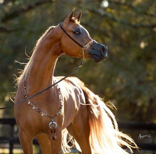 FB_IMG_1460039057809