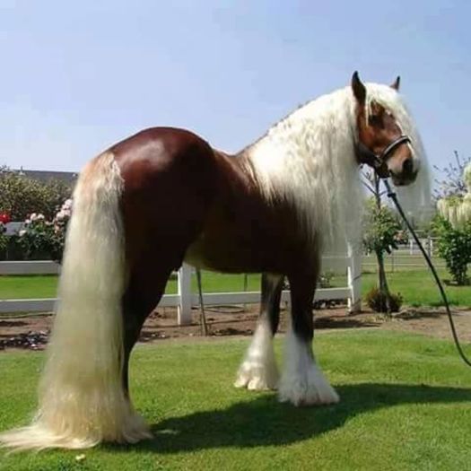 FB_IMG_1460038025428