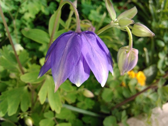 IMG_20160407_172225 - aquilegia 2016