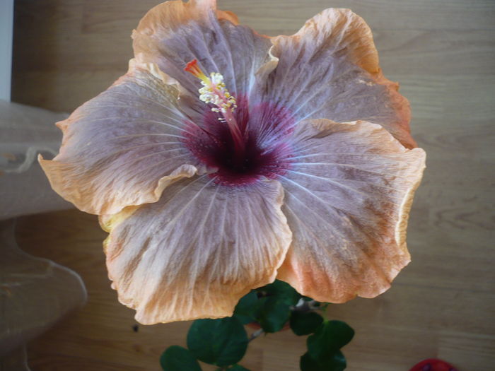 P1250649 - HIBISCUSI 2016-1