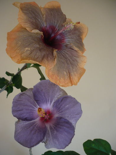 P1250654 - HIBISCUSI 2016-1