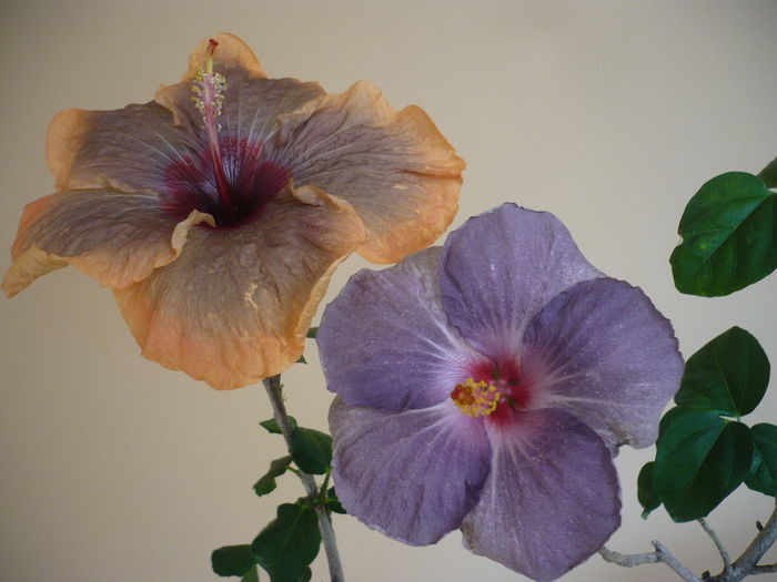 P1250656 - HIBISCUSI 2016-1