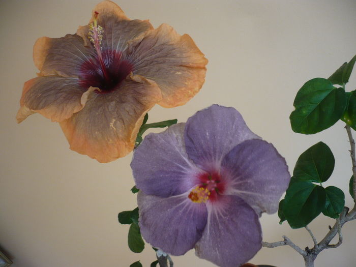 P1250657 - HIBISCUSI 2016-1
