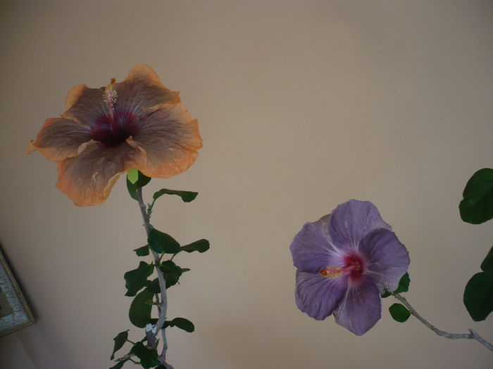 P1250659 - HIBISCUSI 2016-1