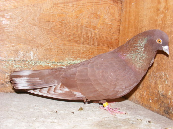 2899 2013 M scapat pe afara neinvatat - Amintiri - porumbei pierduți sau prinși de răpitoare