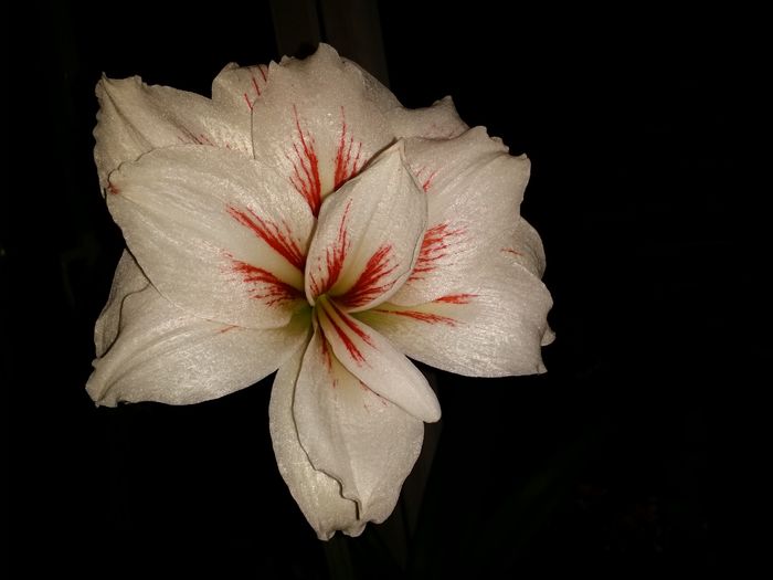 20160404_002847 - Amaryllis 2016