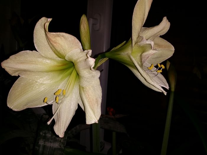 20160404_002730 - Amaryllis 2016