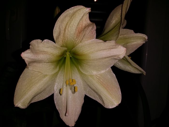 20160404_002822 - Amaryllis 2016