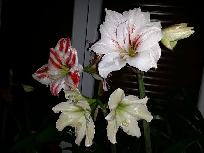 20160406_231620 - Amaryllis 2016