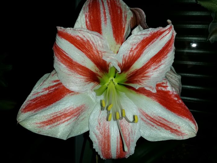 20160406_231220 - Amaryllis 2016