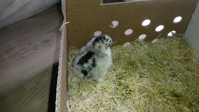 20160407; Am mătase albă și negru potârnichiu, separate pe culori. Ăsta cum o fi și de ce?
