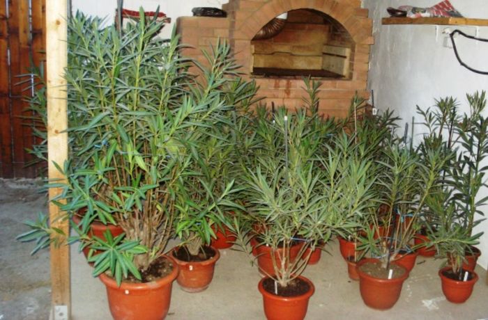 leandrii dupa transplantare (1)