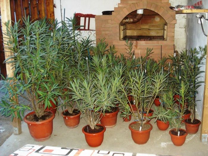leandrii dupa transplantare (2)