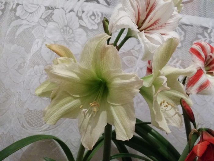 20160407_211910 - Amaryllis 2016