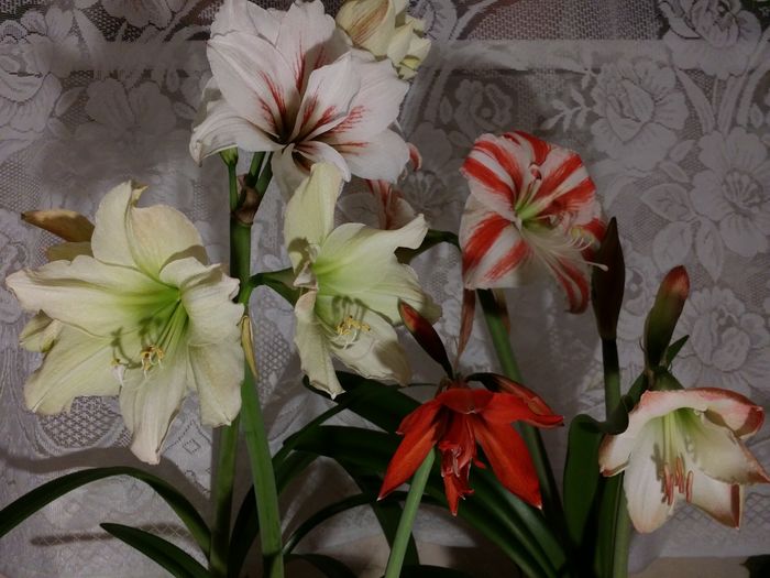 20160407_212657 - Amaryllis 2016