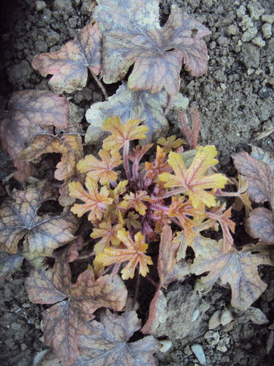 Alabama Sunrise - 2016 Heuchera