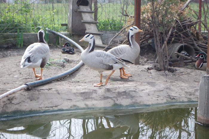 DSC_0285; Trio fantastic
