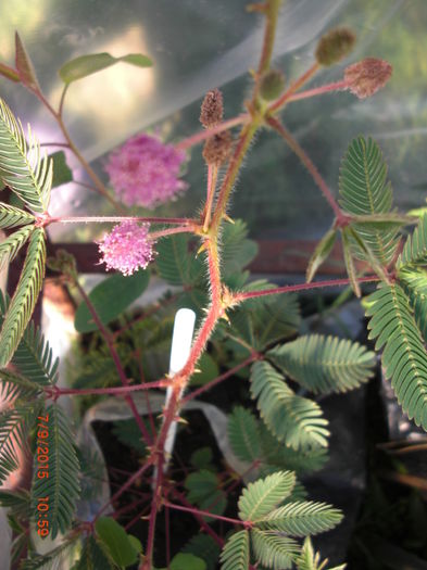 Mimosa Pudica Inflorita