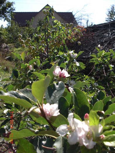 Mar Roditor Tot Anul