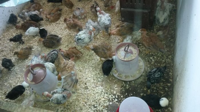 20160407; Seria 1 amestecați cu 30 puicuțe outoare de la agroland.
