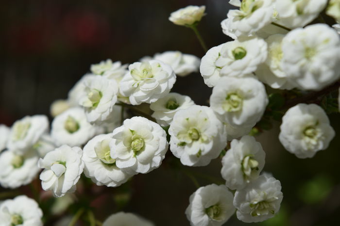 Prunus - 2016 Gradina rozelor_Apr