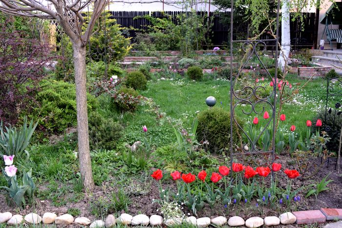Lalele ABBA - 2016 Gradina rozelor_Apr