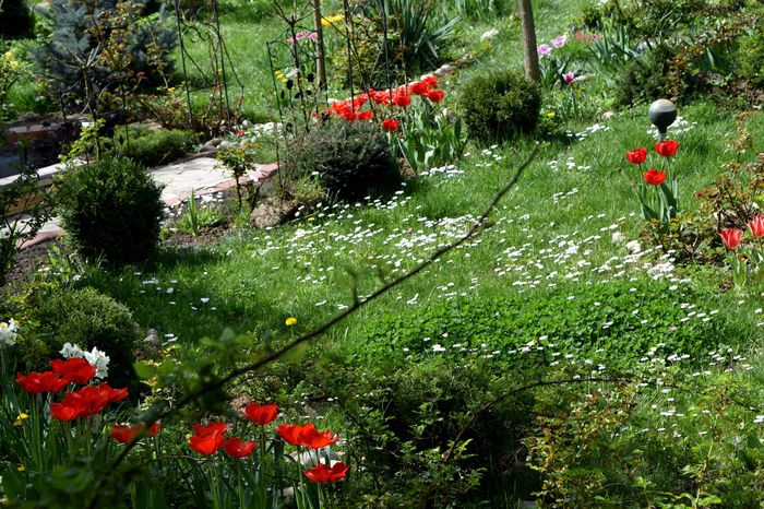 DSC_0054 - 2016 Gradina rozelor_Apr