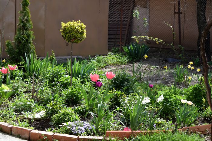 Perennial garden