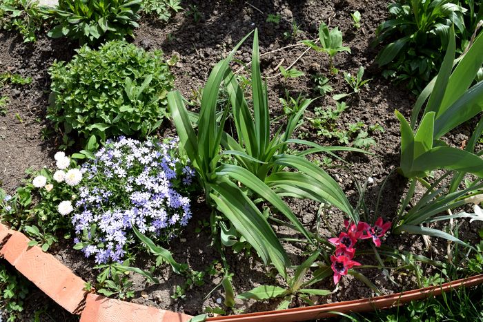 Phlox subulata - 2016 Gradina rozelor_Apr