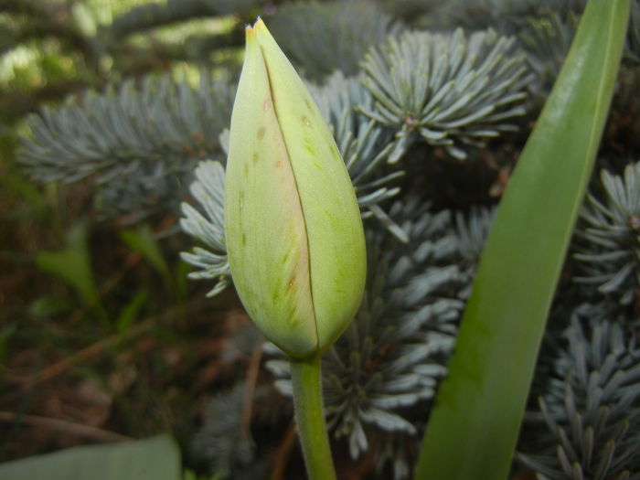 Tulipa Orange Bowl (2016, April 01)