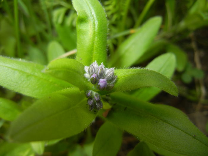 Myosotis alpestris (2016, April 01) Myosotis alpestris (2016, April 01)