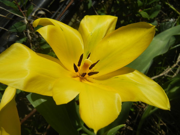 Tulipa Candela (2016, April 01) - Tulipa Candela