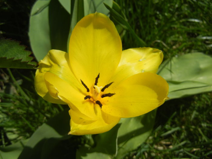 Tulipa Candela (2016, April 01)